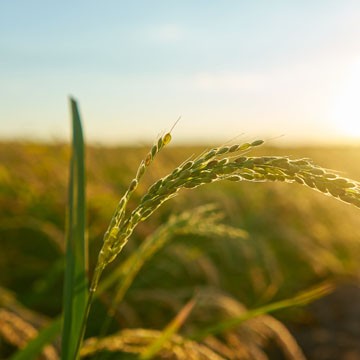 Agricultura y agronomía